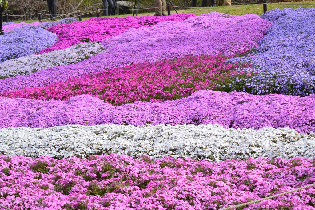 芝桜
