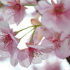 河津桜