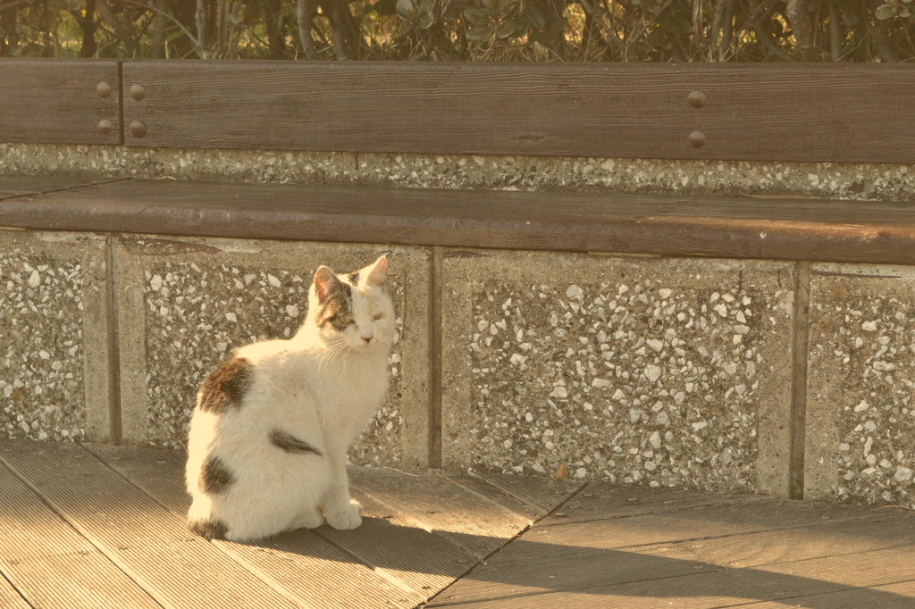 ぬこ