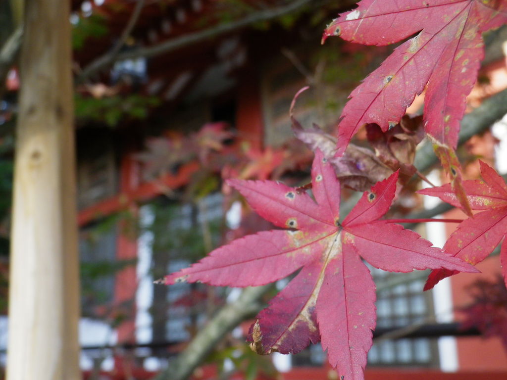 大山も、そろそろ紅葉