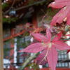 大山も、そろそろ紅葉