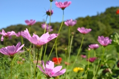 秋桜（コスモス）