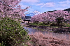 稲瀬川②