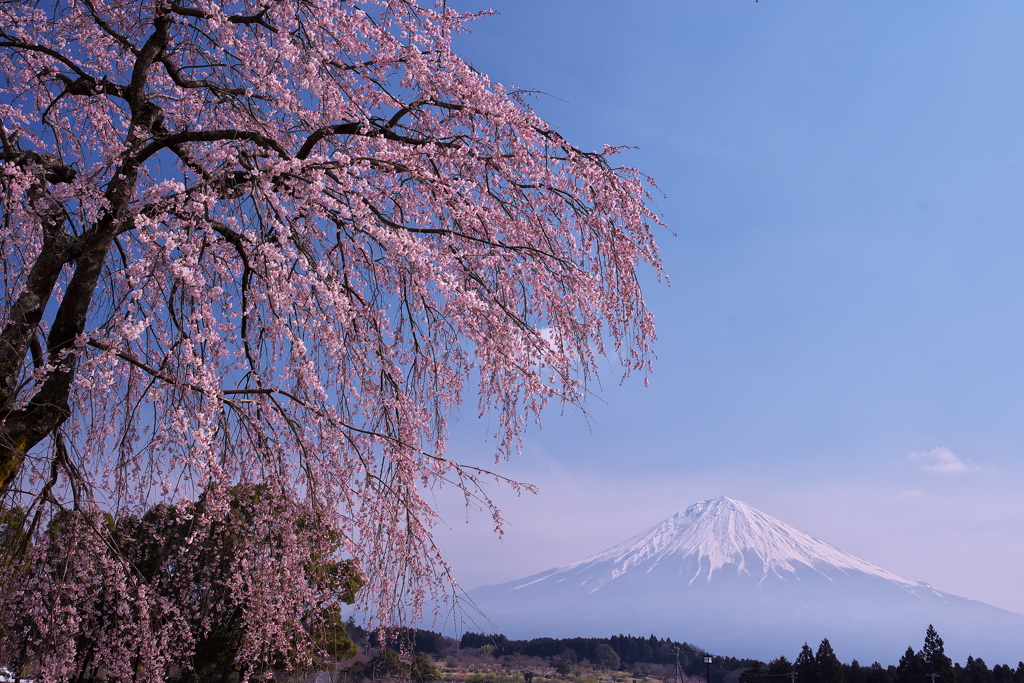 大石寺