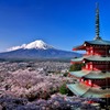 忠霊塔の桜