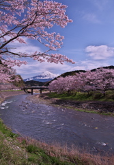 稲瀬川の桜と富士山