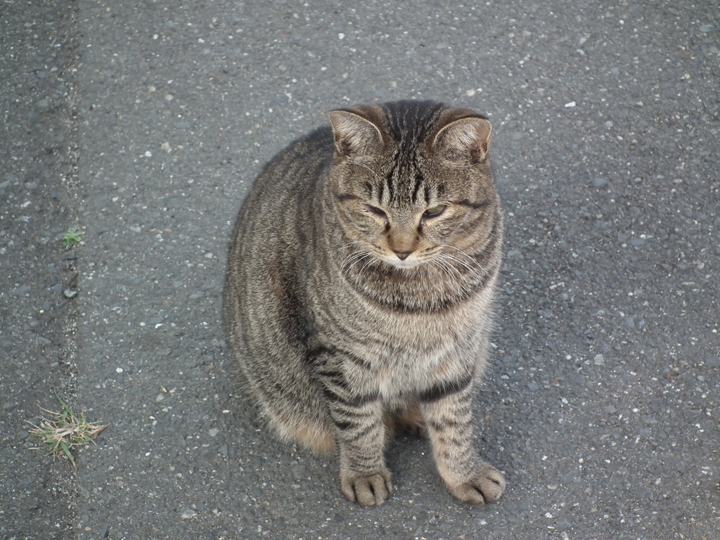 近所の野良猫