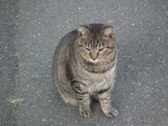 近所の野良猫