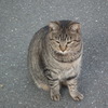 近所の野良猫