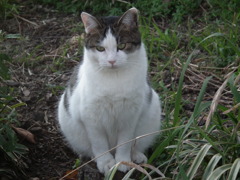 近所の野良猫