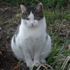 近所の野良猫