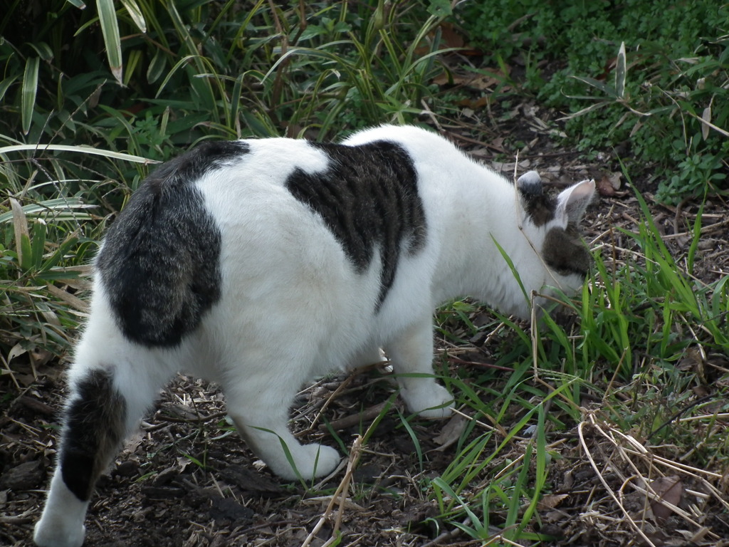 近所の野良猫