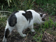 近所の野良猫