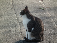 近所の野良猫