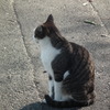 近所の野良猫