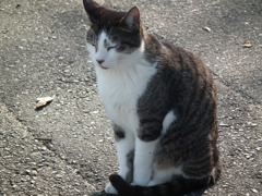 近所の野良猫