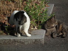 近所の野良猫