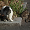 近所の野良猫
