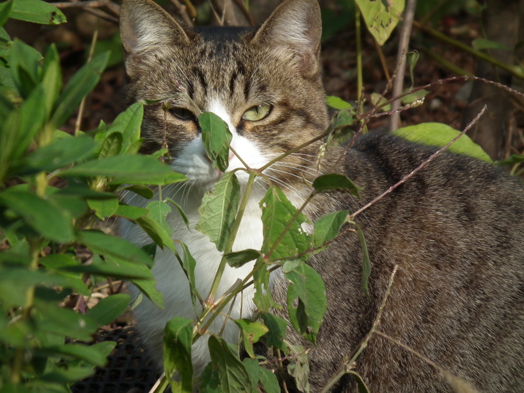 猫４