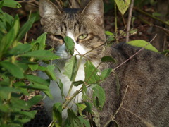 猫４