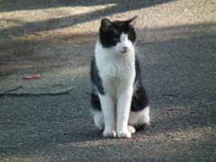 近所の野良猫