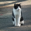 近所の野良猫