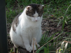 近所の野良猫