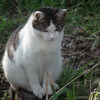 近所の野良猫