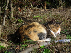 猫２