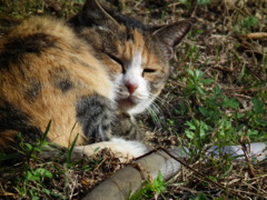 猫３