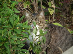 猫５