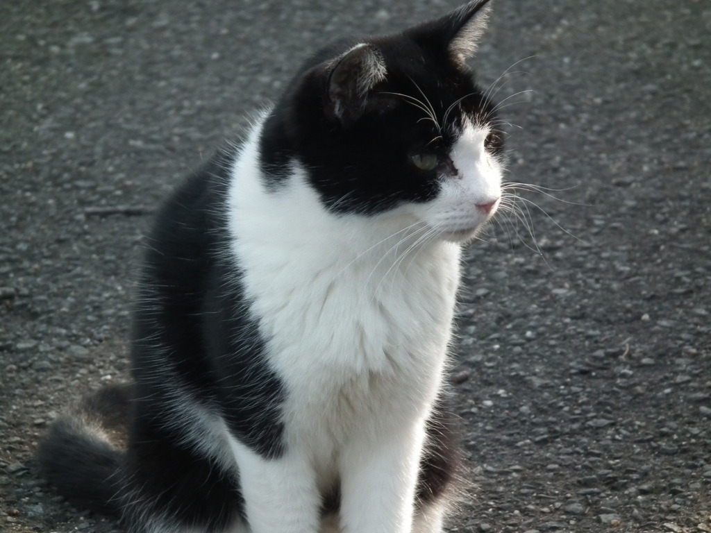 近所の野良猫