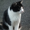 近所の野良猫