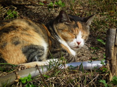 猫１