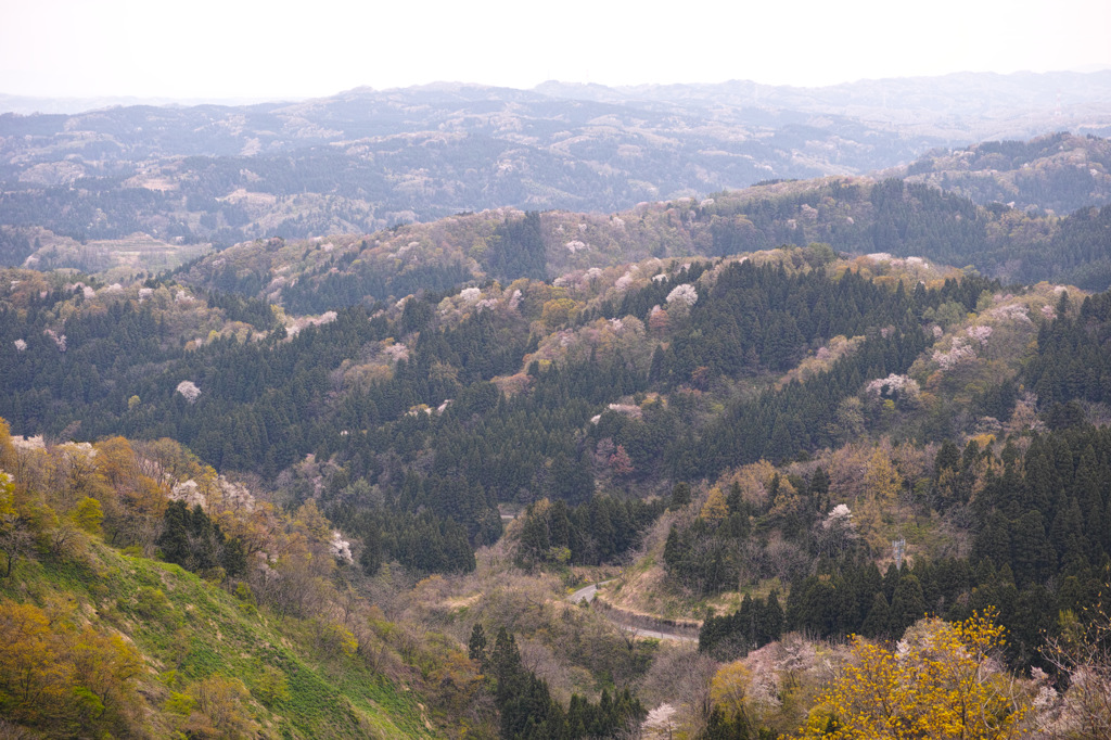 山桜の咲くころ