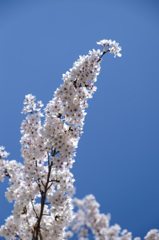 桜満開の宴