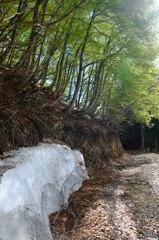 残雪の側道