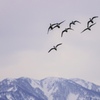 群れ飛ぶ