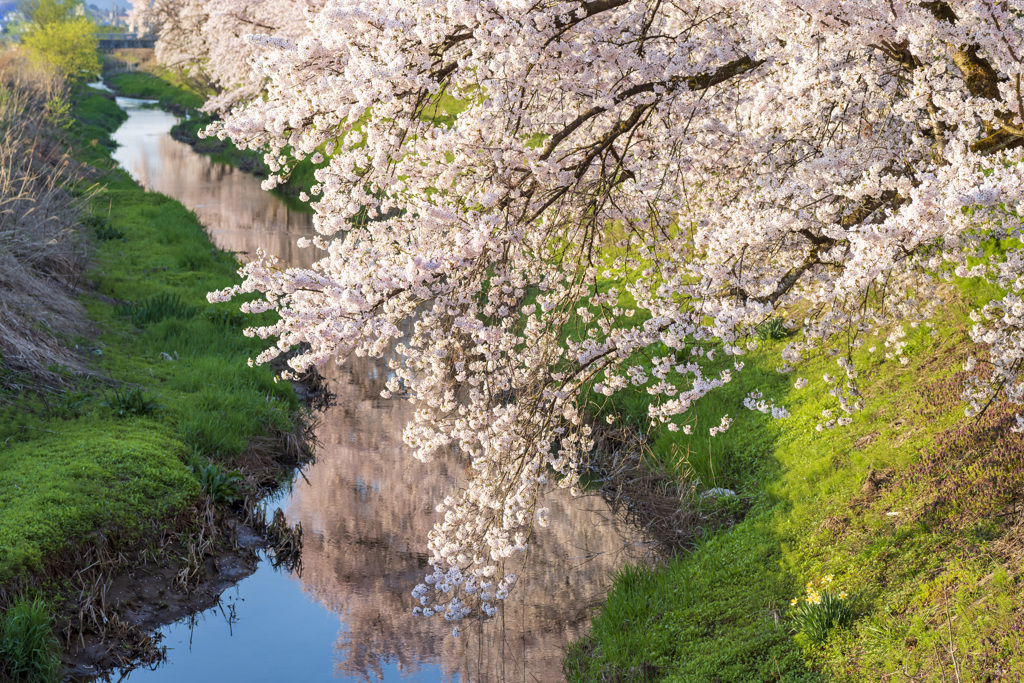 水辺の桜 上流