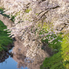 水辺の桜 上流