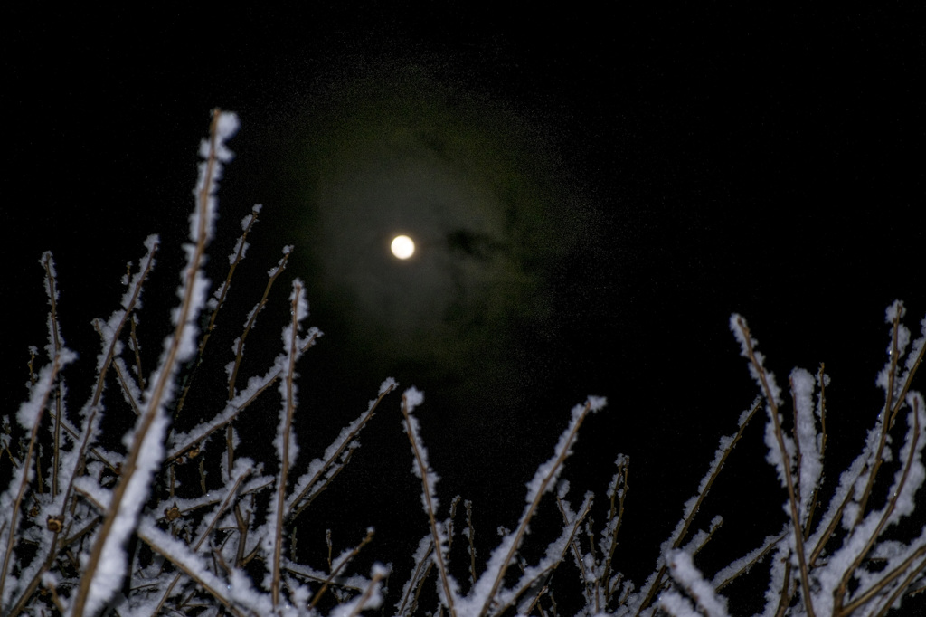 雪枝と月
