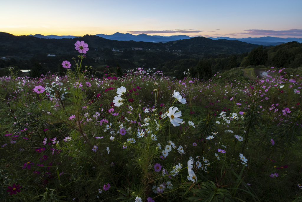 山の上の秋桜