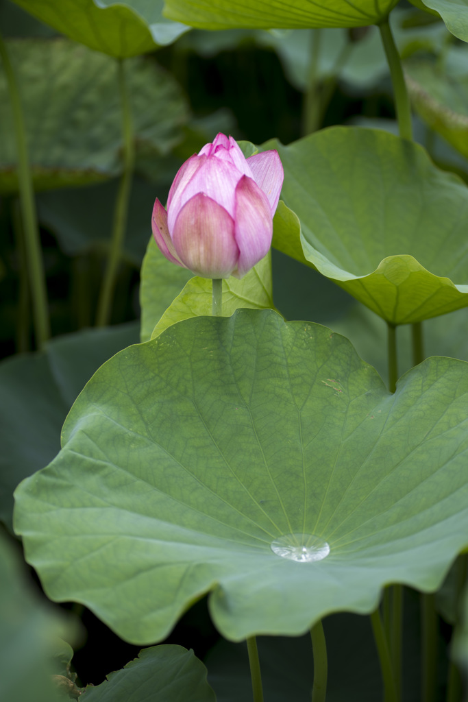 梅雨の蓮