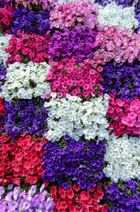 花パッチワーク