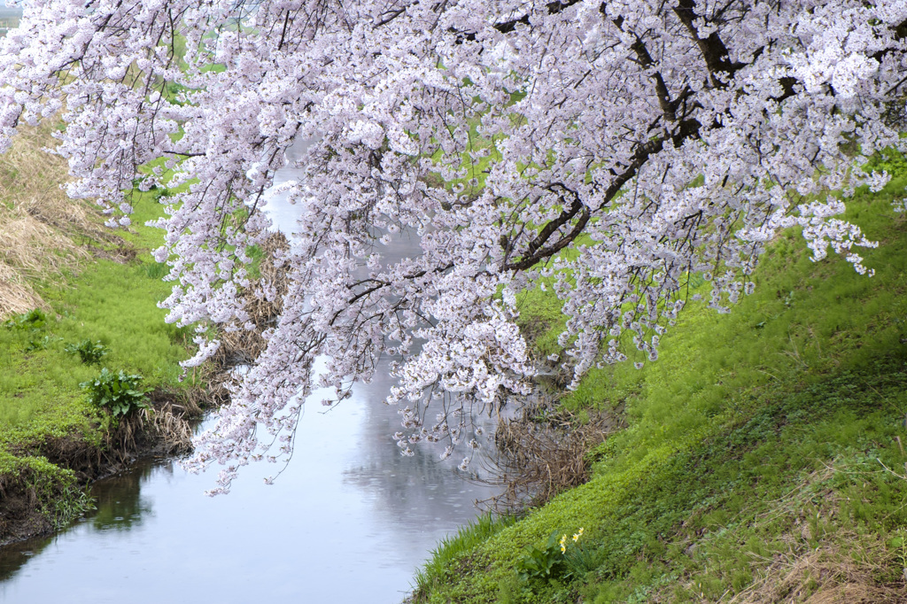 小雨の小川