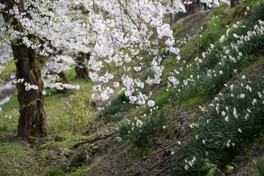 水仙と桜