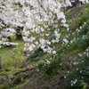 水仙と桜