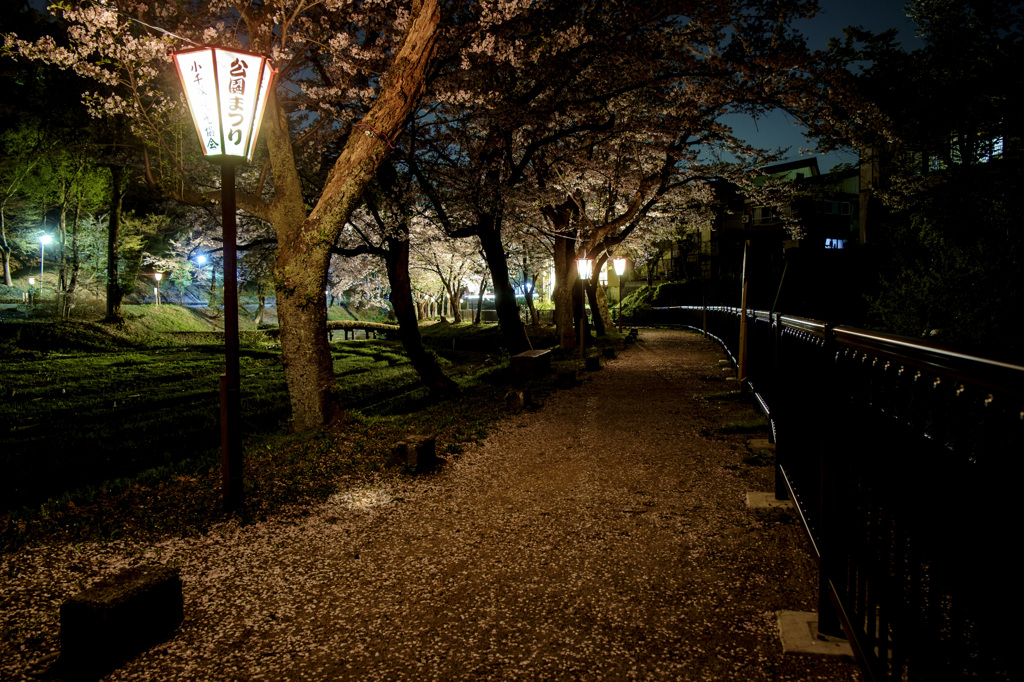 夜桜