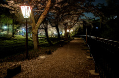 夜桜