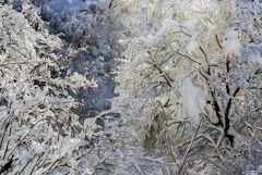 着雪